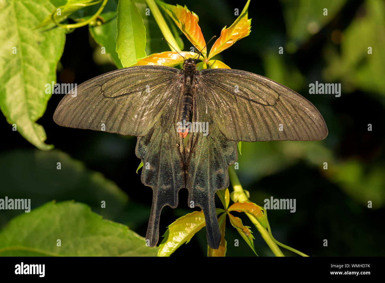 Moulin à Vent chinois - papillon Atrophaneura alcinous, beau papillon populaires de woodlands en Chine. Banque D'Images