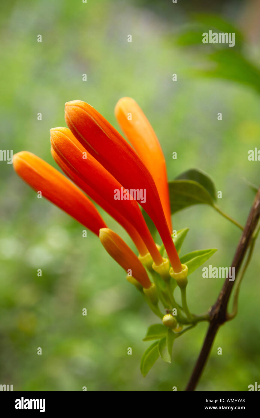 Bush trompette et plante grimpante avec des fleurs orange dans un jardin  Photo Stock - Alamy