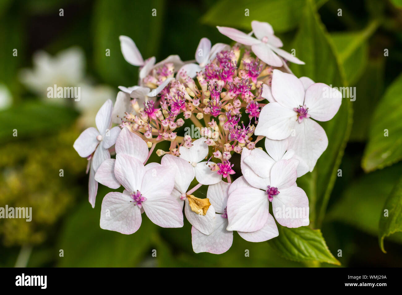 Hydrangea macrophylla 'Veitchii. Banque D'Images