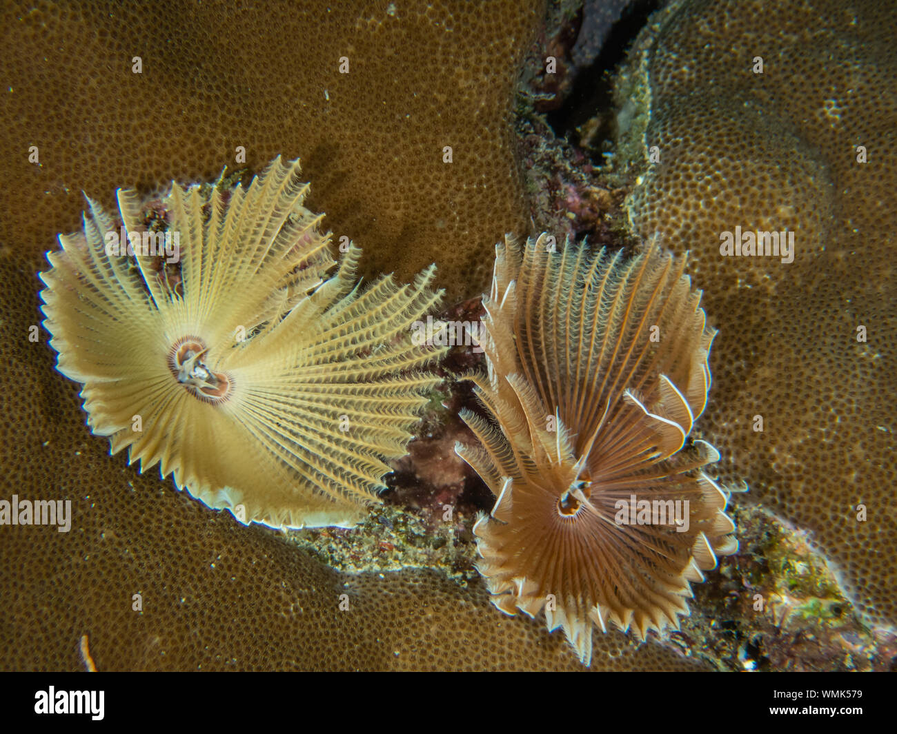 Feather Duster Worms Banque D'Images