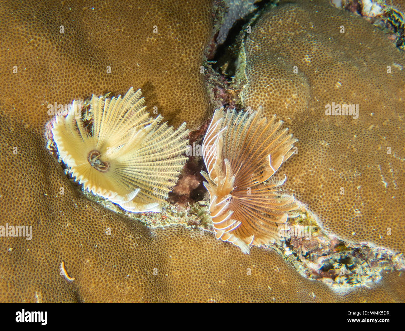 Feather Duster Worms Banque D'Images