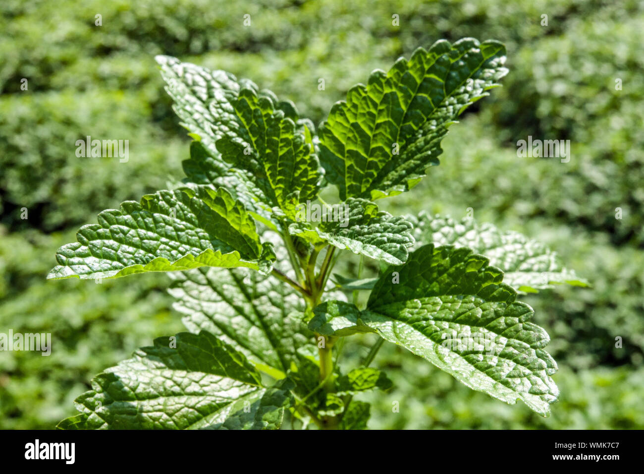 La mélisse Melissa officinalis feuilles fraîches herbes culinaires Banque D'Images