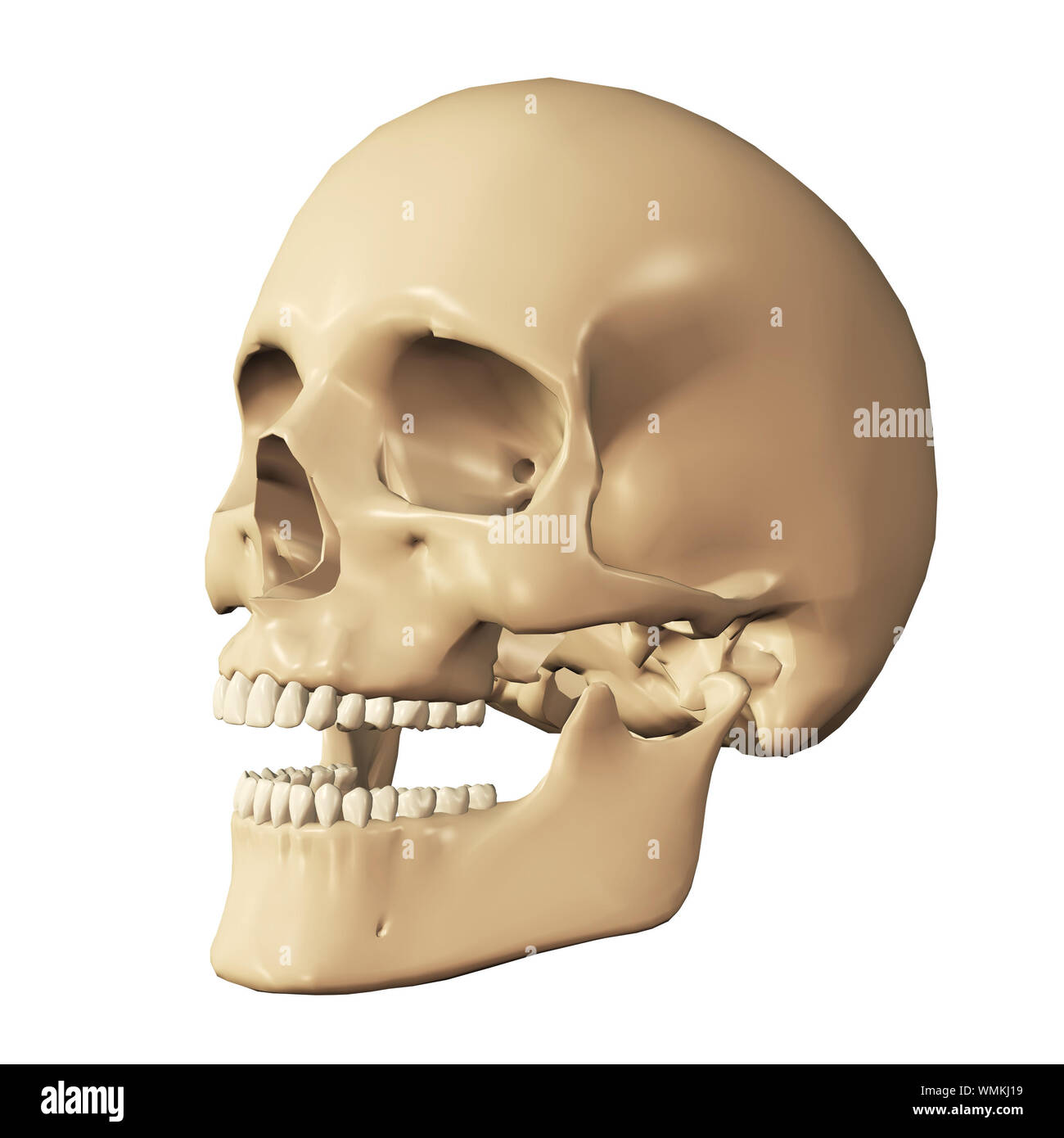 Partie du corps, crâne humain 3d rendu numérique illustration Photo Stock -  Alamy