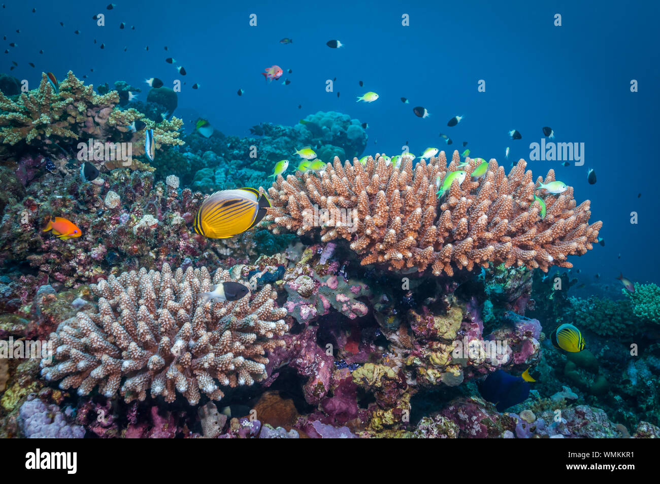 Nature des récifs coralliens au Soudan Banque D'Images