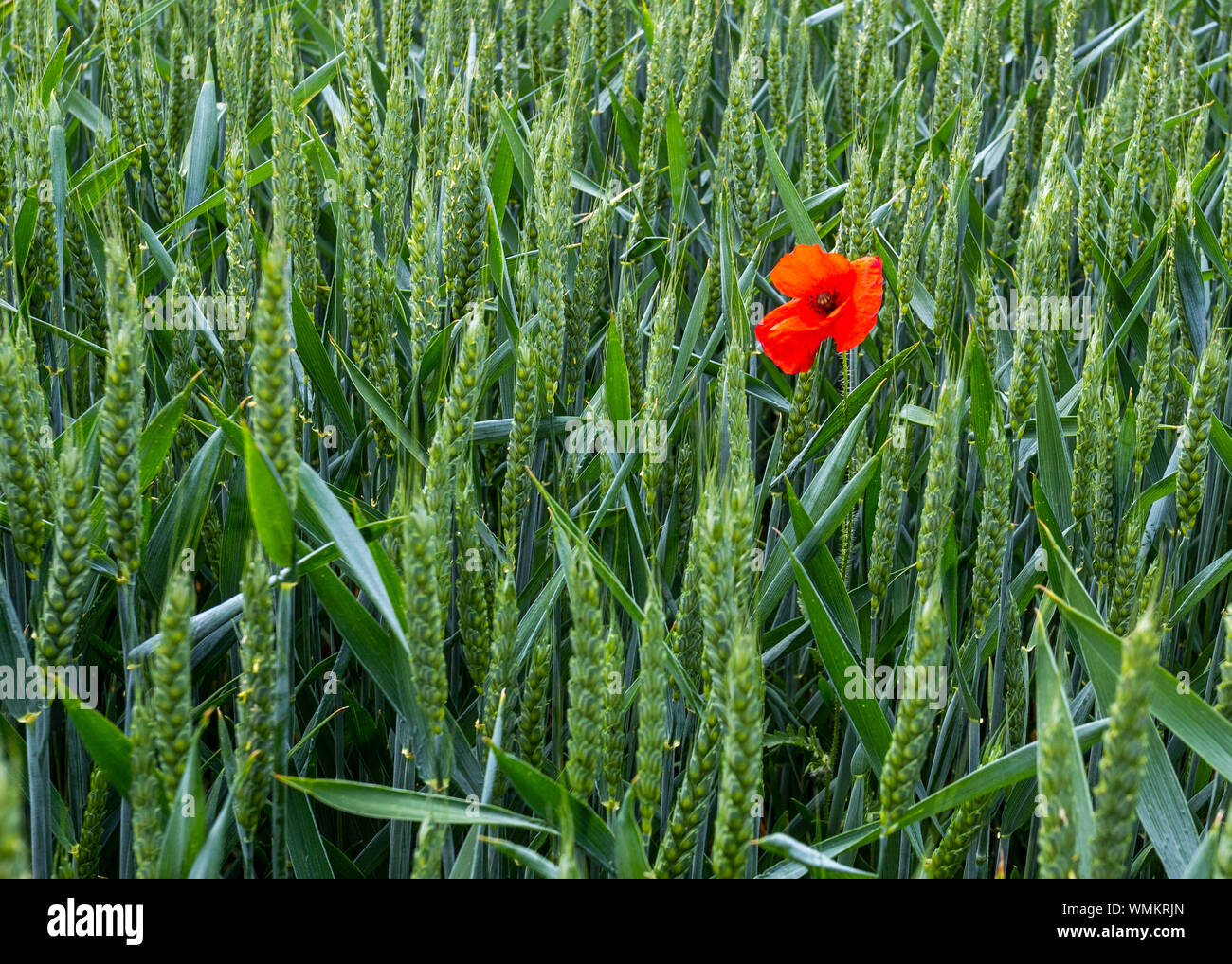 Coquelicot dans un champ de blé UK Banque D'Images