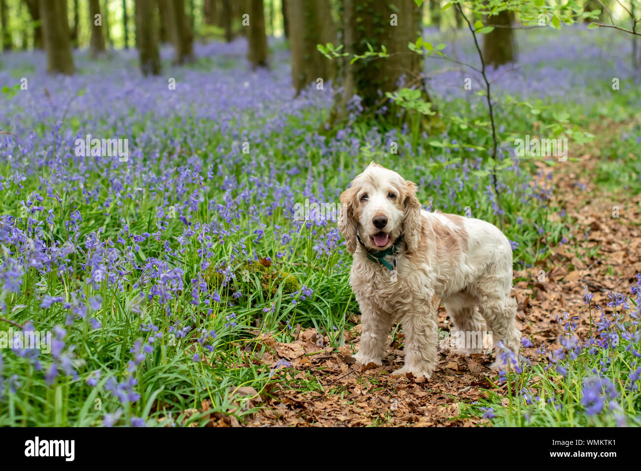 Cocker Anglais bluebell woods Banque D'Images