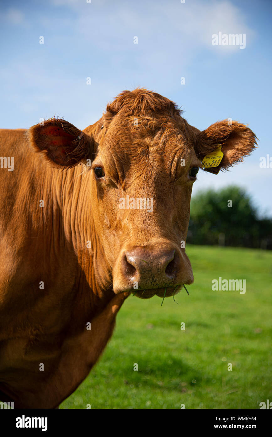 Portrait de vache rouge britannique UK Banque D'Images