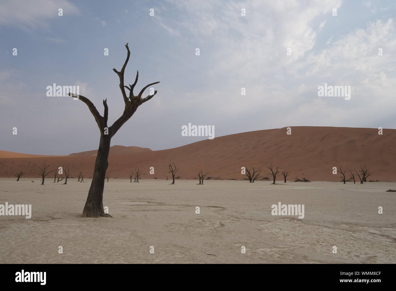 Deadvlei, Sussuvlei, Namibie Banque D'Images