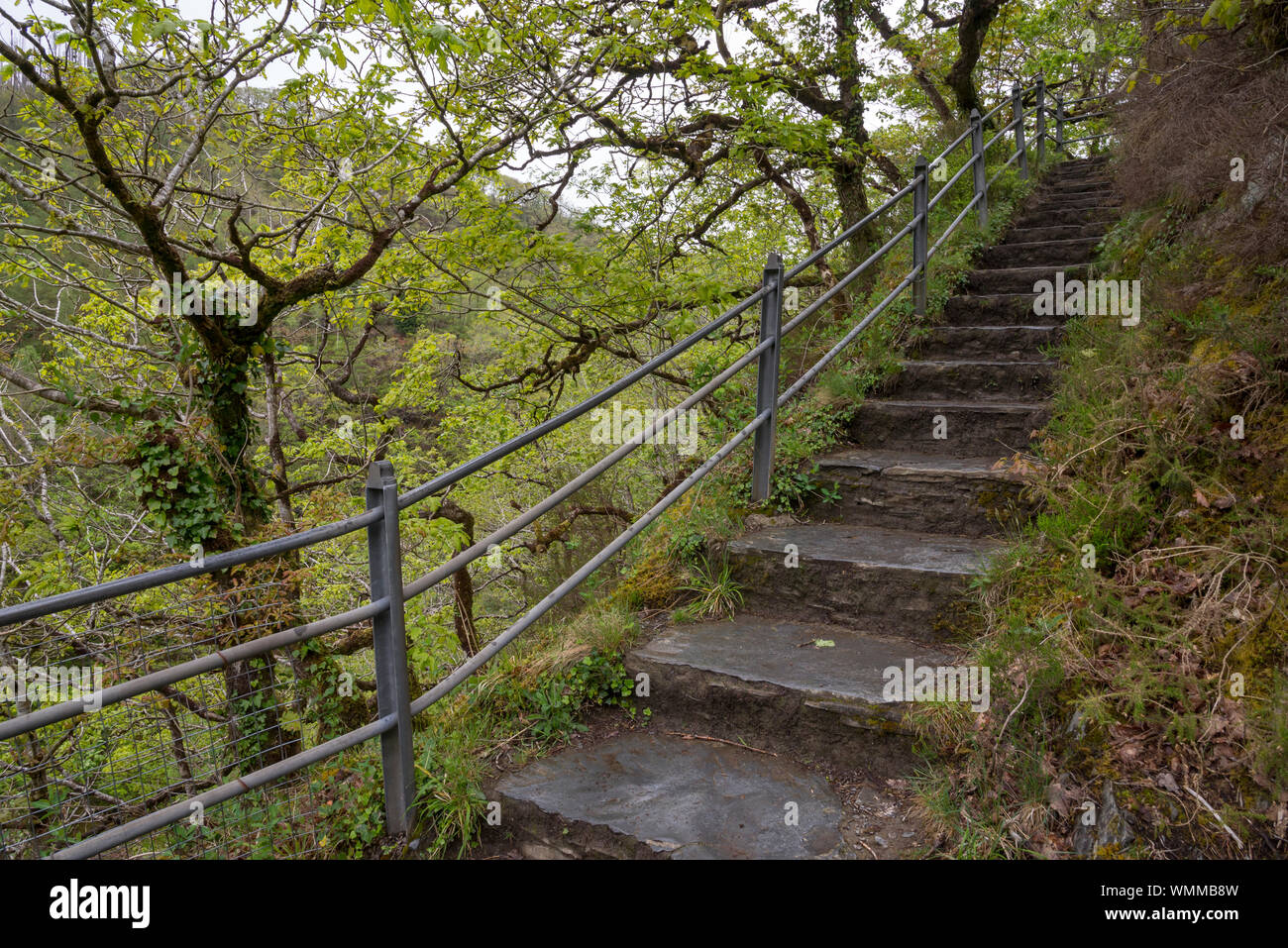 Devil's Bridge Falls, au Pays de Galles. Une attraction touristique bien connue près de Aberystwyth au milieu du Pays de Galles. Banque D'Images