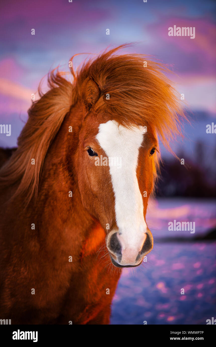 Beau cheval rouge avec une longue crinière. Portrait d'un cheval islandais sur un fond coucher de soleil. Banque D'Images