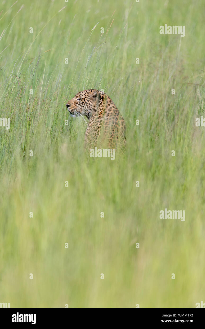 Un léopard est assis dans l'herbe et regarde autour de lui Banque D'Images