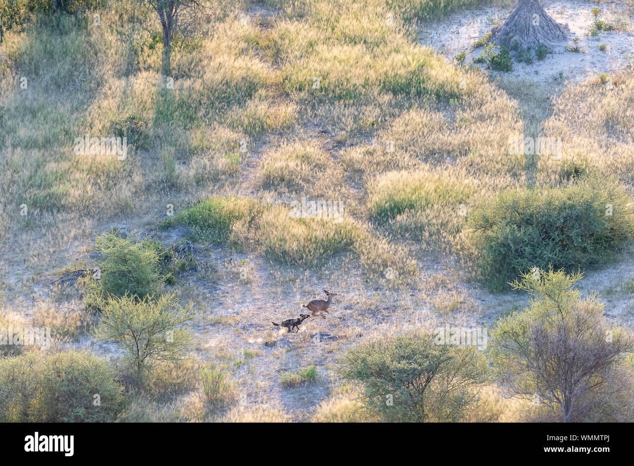 Vue aérienne d'un chien sauvage la chasse une gazelle dans une région boisée Banque D'Images