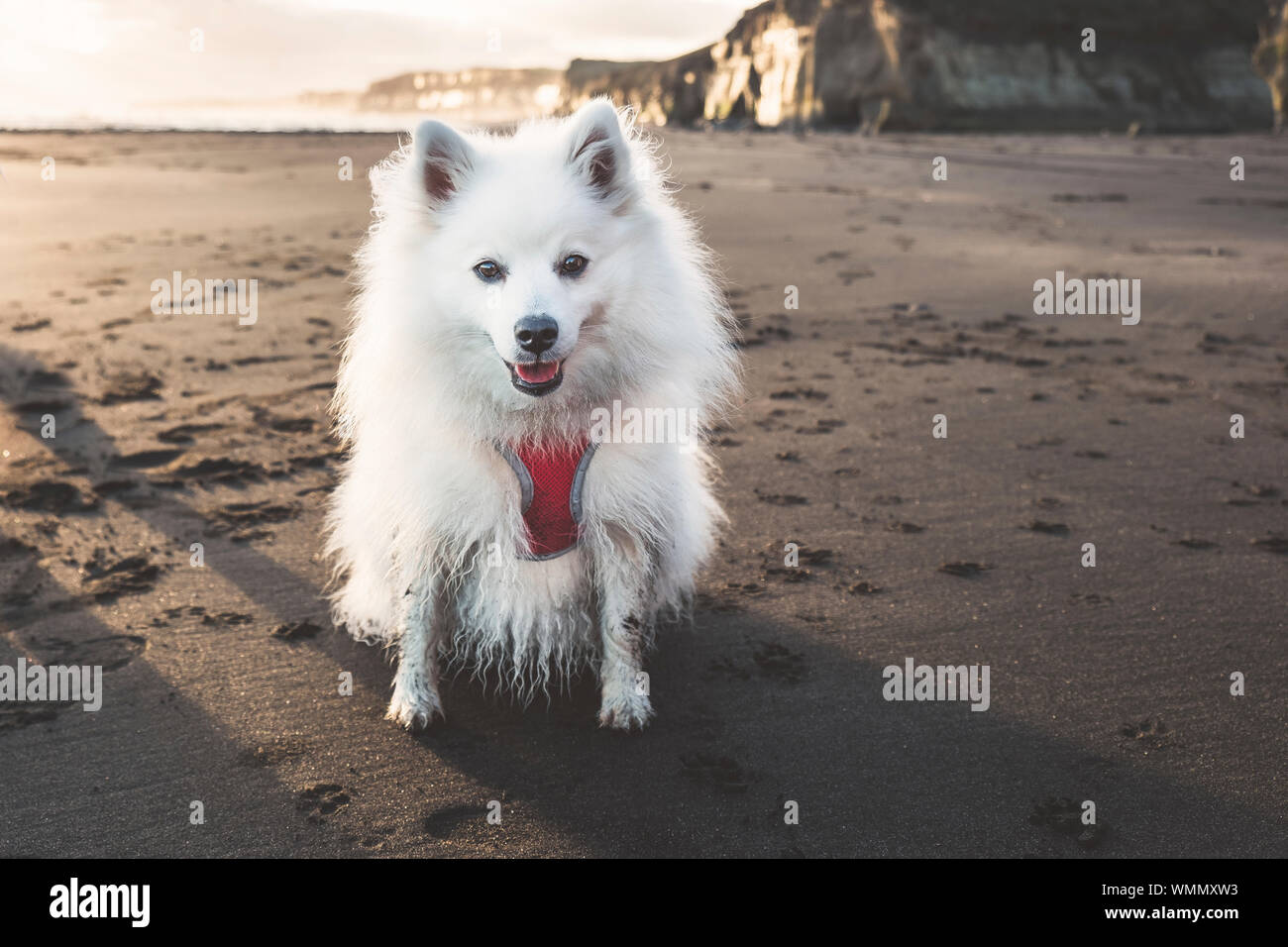 Fluffy petit mignon chien assis sur la plage de sable noir Banque D'Images