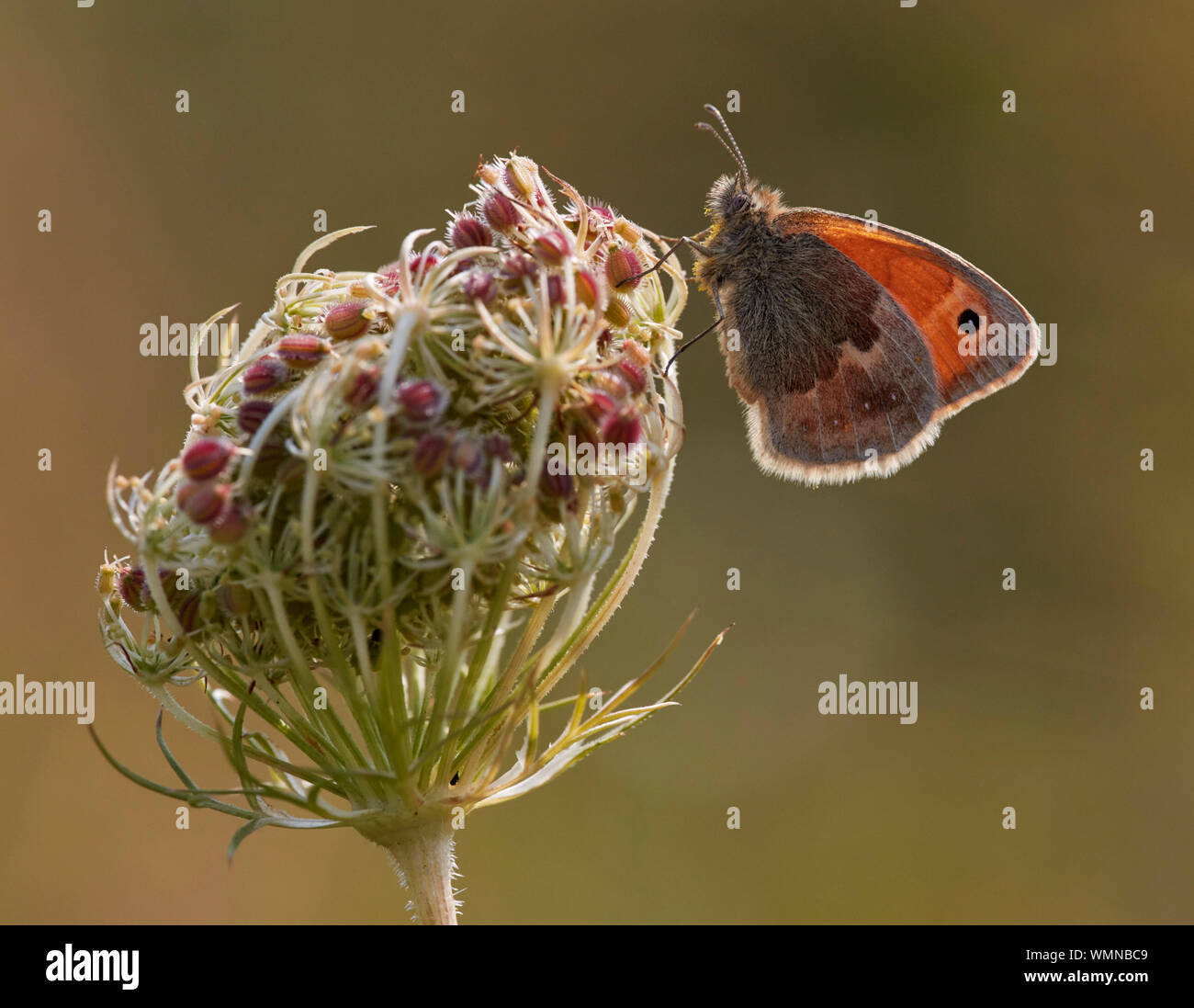 Perché sur un Small Heath de graines de carotte sauvage-tête. Hurst Meadows, East Molesey, Surrey, UK. Banque D'Images