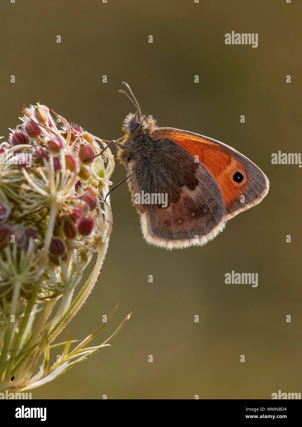 Perché sur un Small Heath de graines de carotte sauvage-tête. Hurst Meadows, East Molesey, Surrey, UK. Banque D'Images