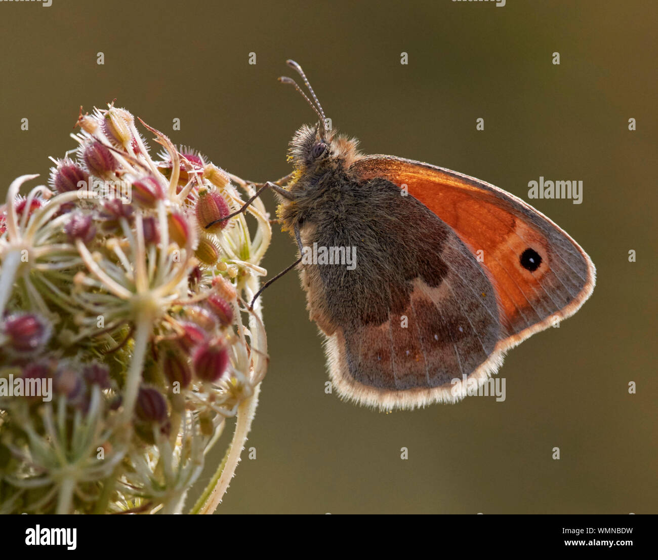 Perché sur un Small Heath de graines de carotte sauvage-tête. Hurst Meadows, East Molesey, Surrey, UK. Banque D'Images