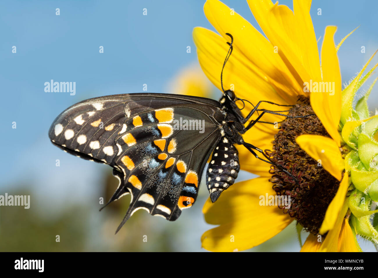 Papillon noir sur un tournesol sauvage indigène contre le ciel bleu Banque D'Images