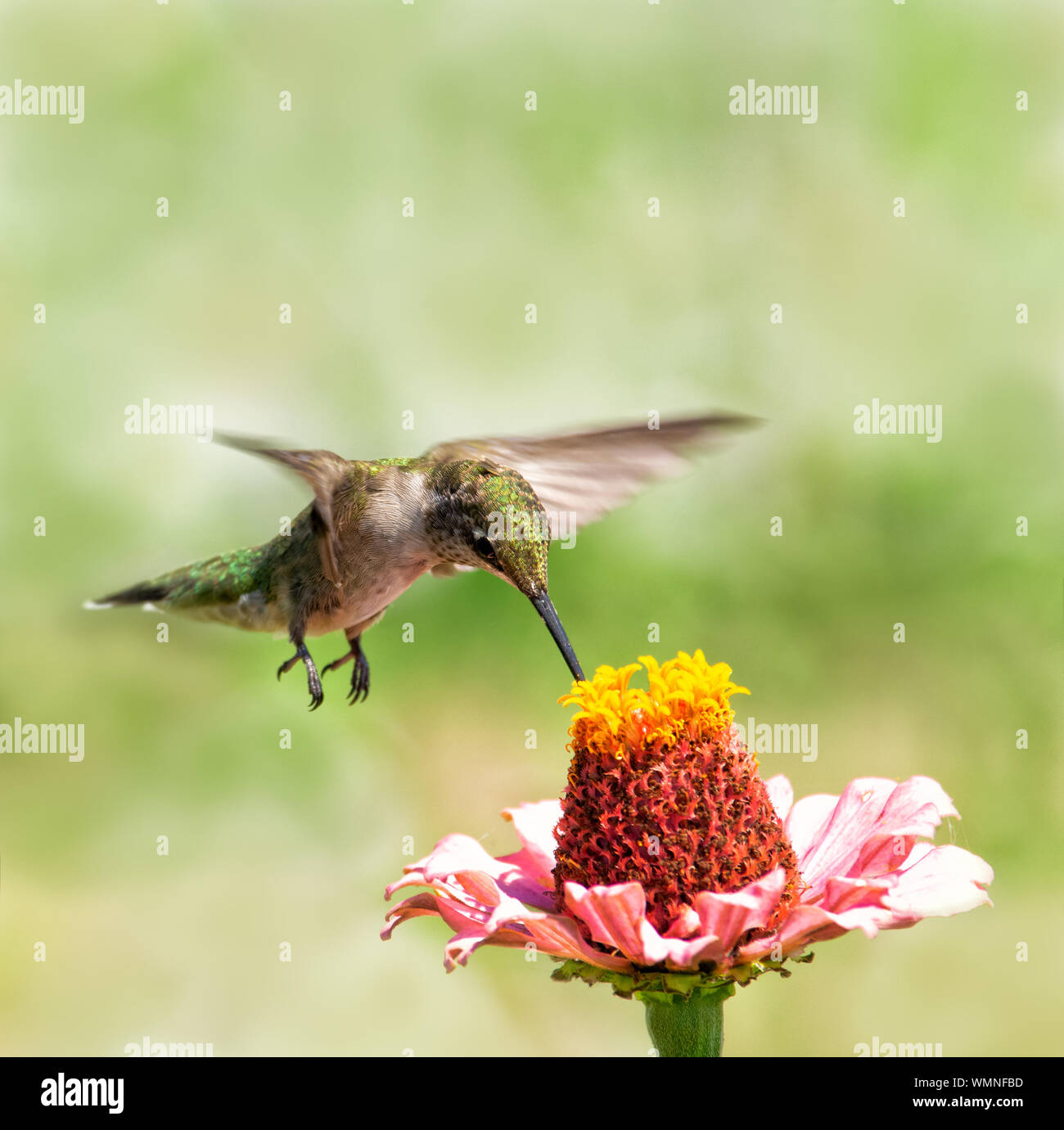 Jeune mâle colibri en vol stationnaire au-dessus d'une fleur Zinnia, obtenir le nectar des c Banque D'Images
