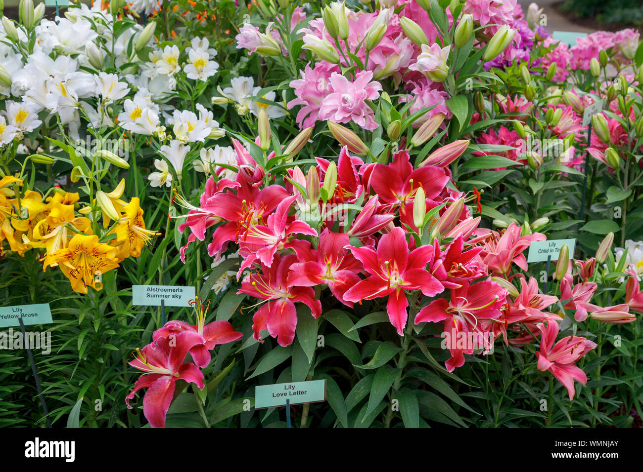 Affichage de l'alstroemeria et lily fleurs au Jardin Wisley 2019 Septembre Flower Show à Wisley RHS Garden, Surrey, au sud-est de l'Angleterre Banque D'Images