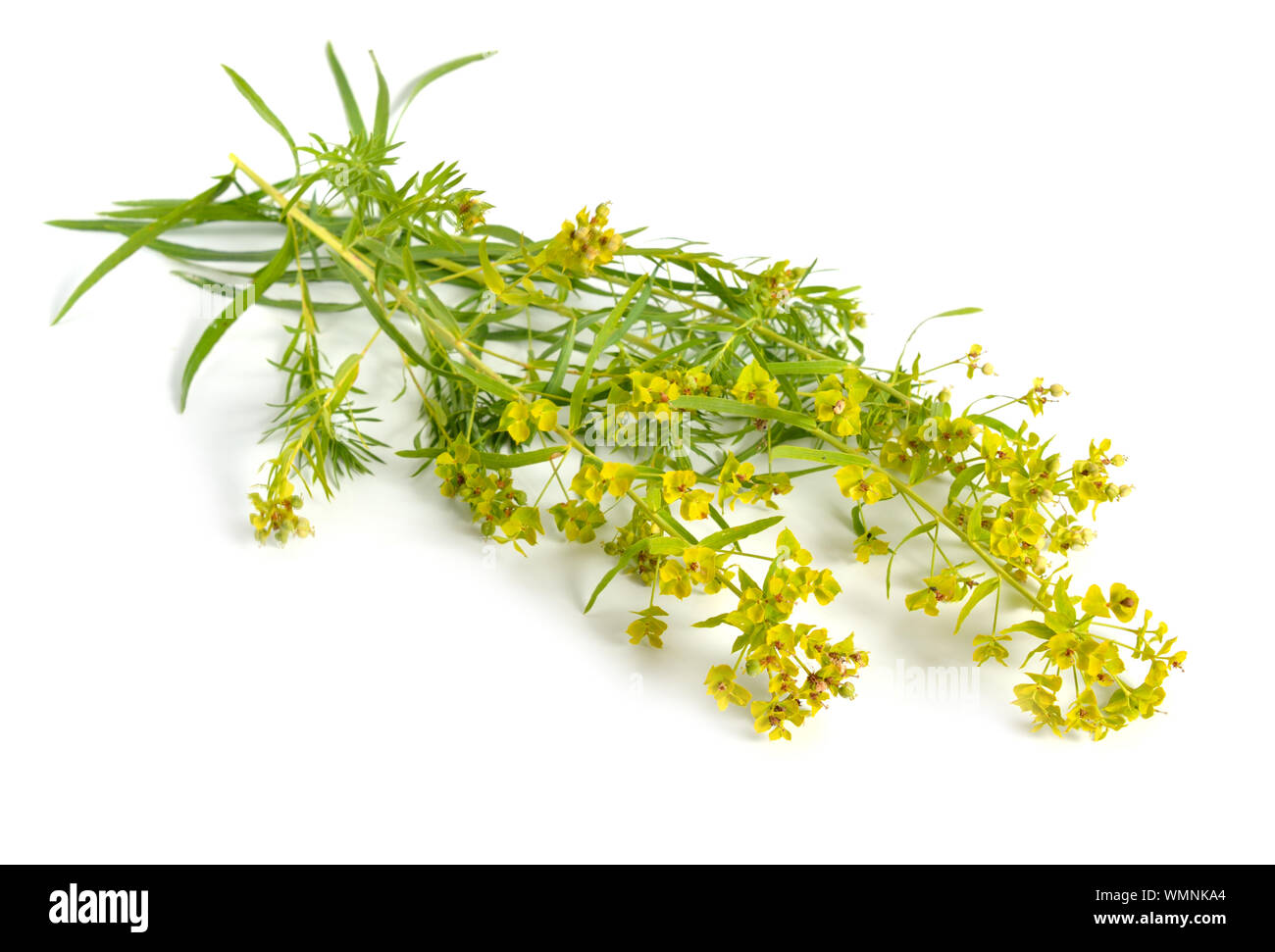L'euphorbe ésule Euphorbia ou isolé sur fond blanc. Banque D'Images
