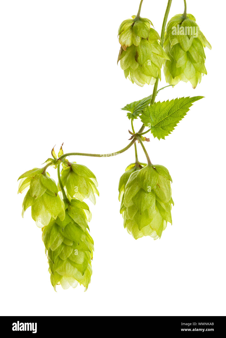 Commune de macro ou houblon Humulus lupulus fruits sur une vigne isolé sur fond blanc Banque D'Images