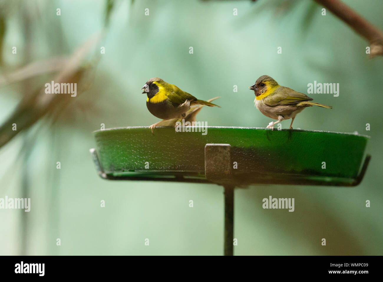 Un mâle et une femelle Cuban Grassquit (Phonipara canora) assis sur un alimenteur. C'est un petit oiseau de la famille des thraupidae, originaire de Cuba. Banque D'Images