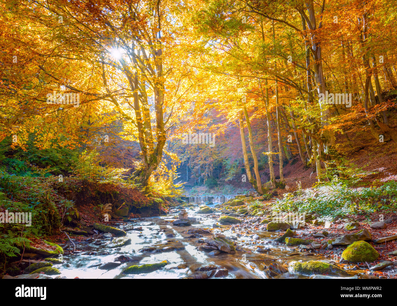 L'automne dans la nature d'or - vibrantl les arbres forestiers et avec des pierres de la rivière rapide, paysage Banque D'Images
