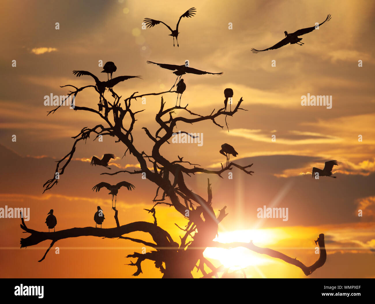 Un groupe de cigognes marabout dans un arbre en Okavango, Kasane, Botswana Banque D'Images