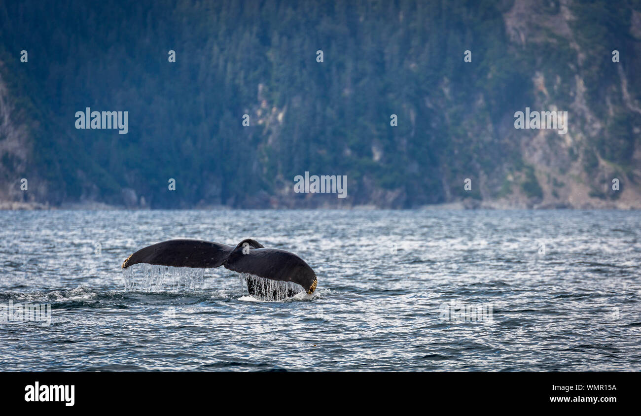 Queue de baleine à bosse dans la baie de la résurrection, de l'Alaska Banque D'Images