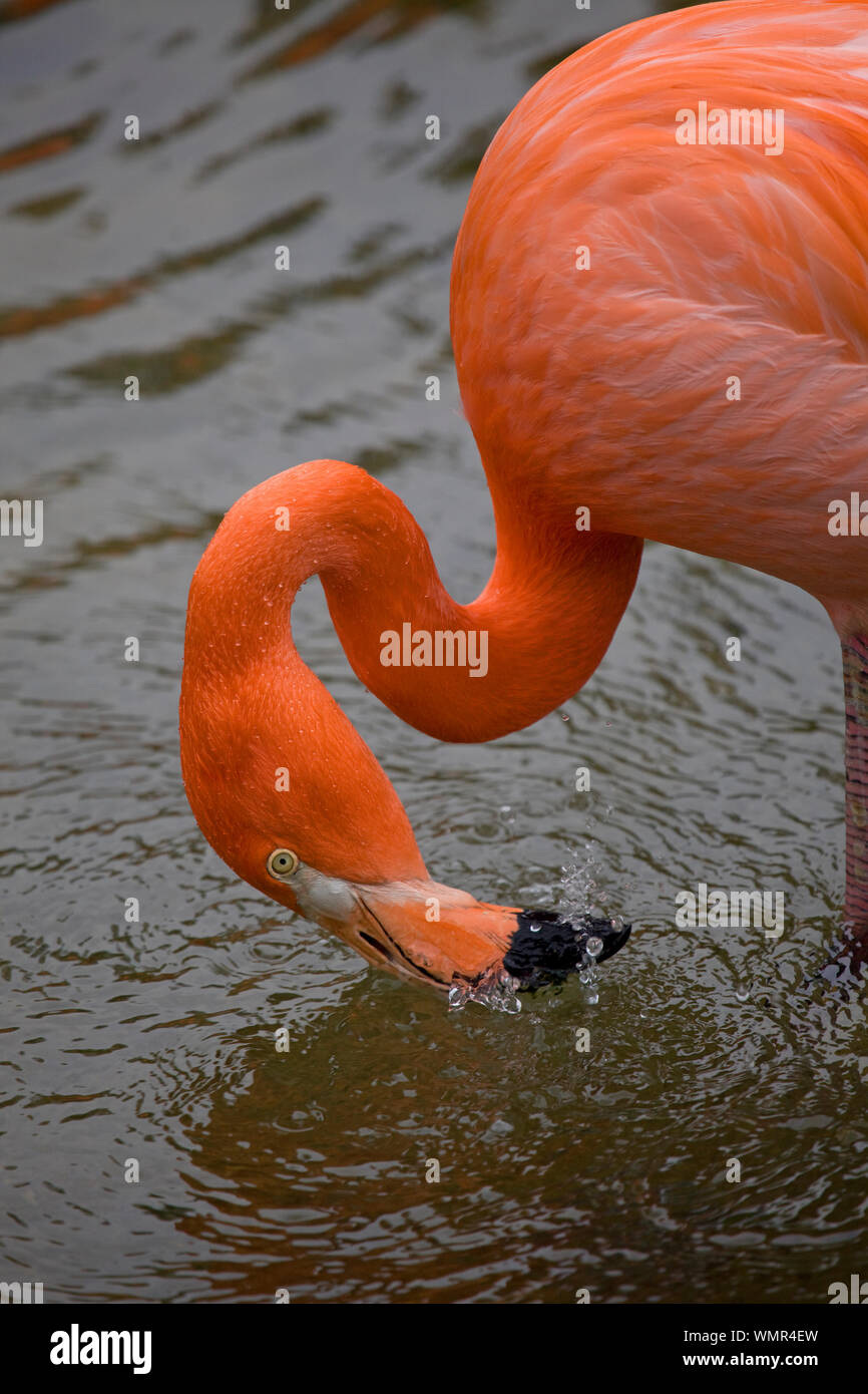 Caraïbes Flamingo se nourrir dans les eaux peu profondes Banque D'Images