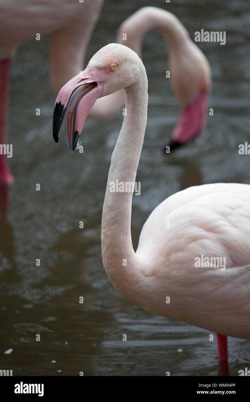 Flamant rose avec bec ouvert Banque D'Images