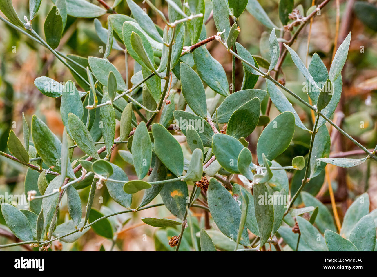 Écrou de chèvre / Jojoba / noix / cerf / pignut hazel sauvage / écrou de la quinine (Simmondsia chinensis) close-up de feuilles, des autochtones au sud-ouest de l'Amérique du Nord Banque D'Images