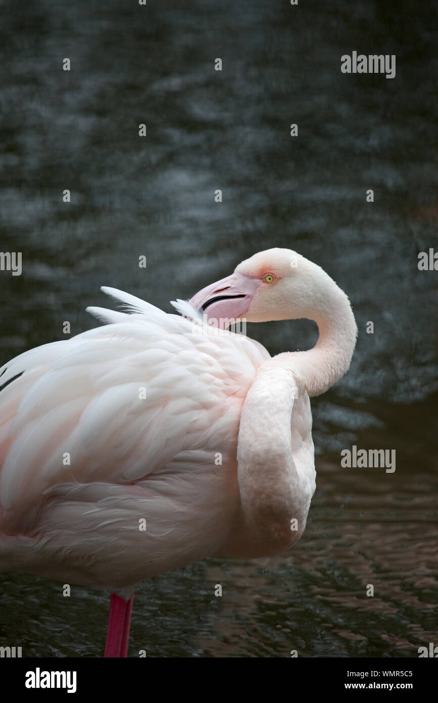 Flamant rose plumes nettoyage Banque D'Images