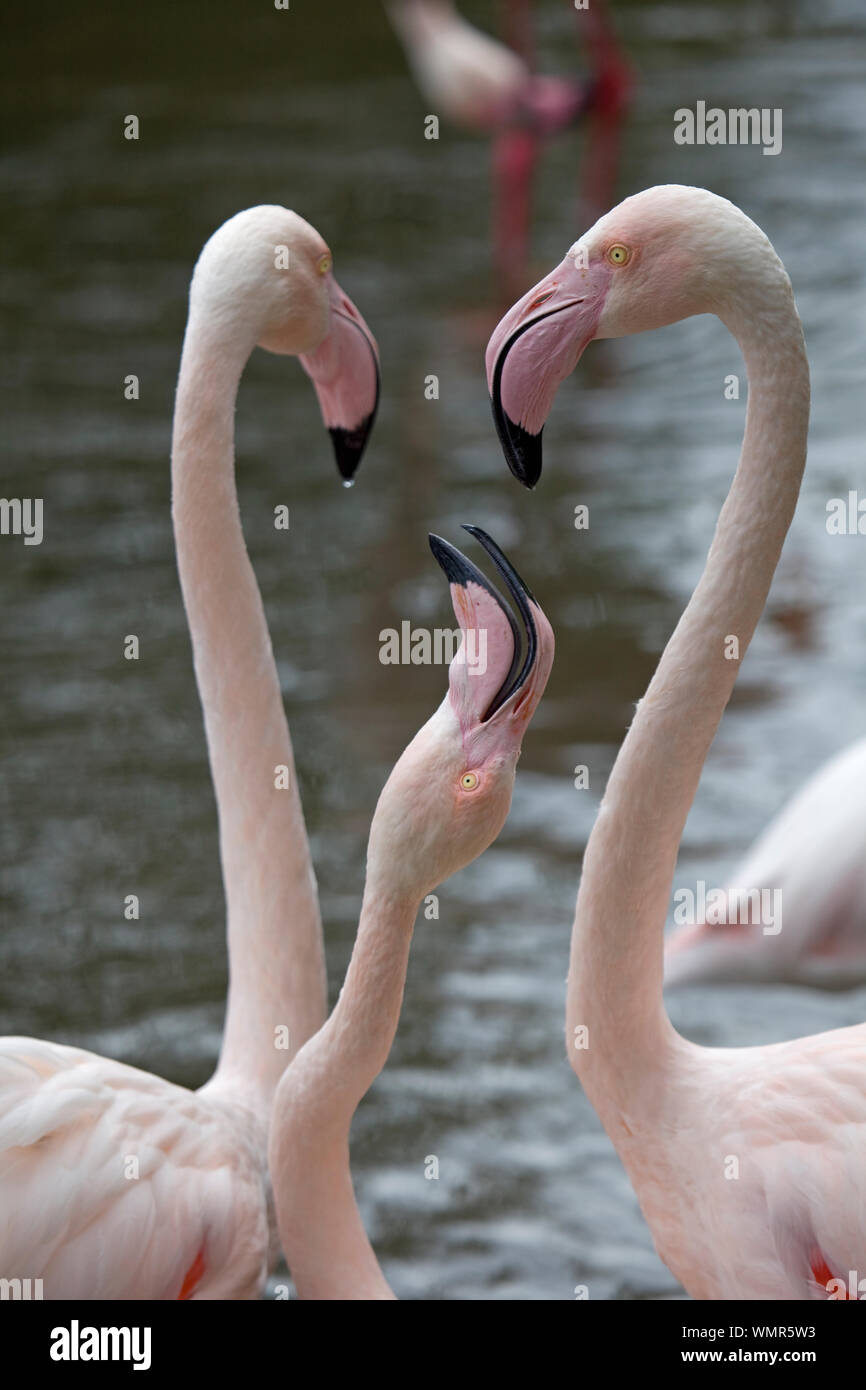 Plus de flamants roses Banque D'Images