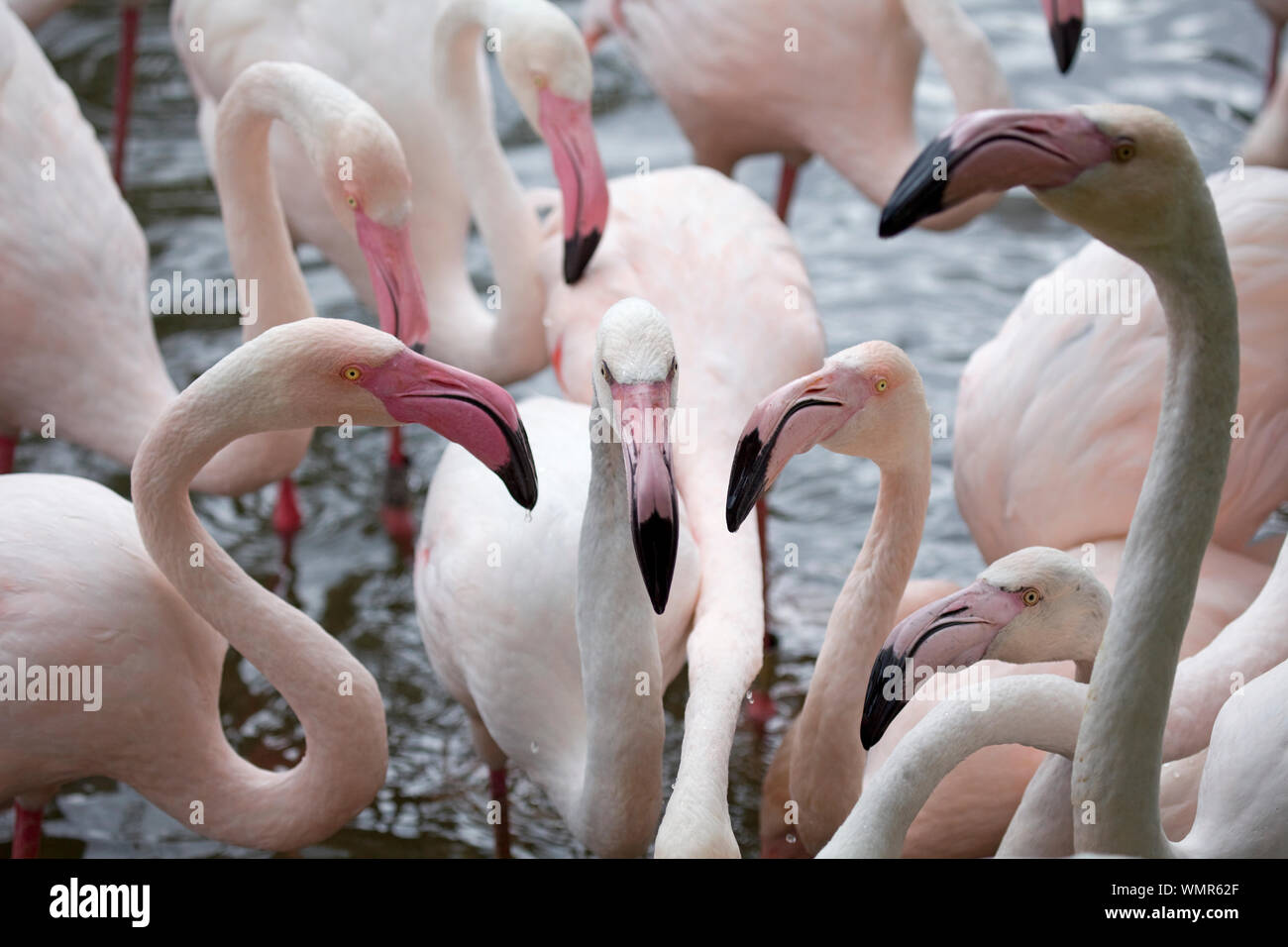 Plus de flamants roses Banque D'Images