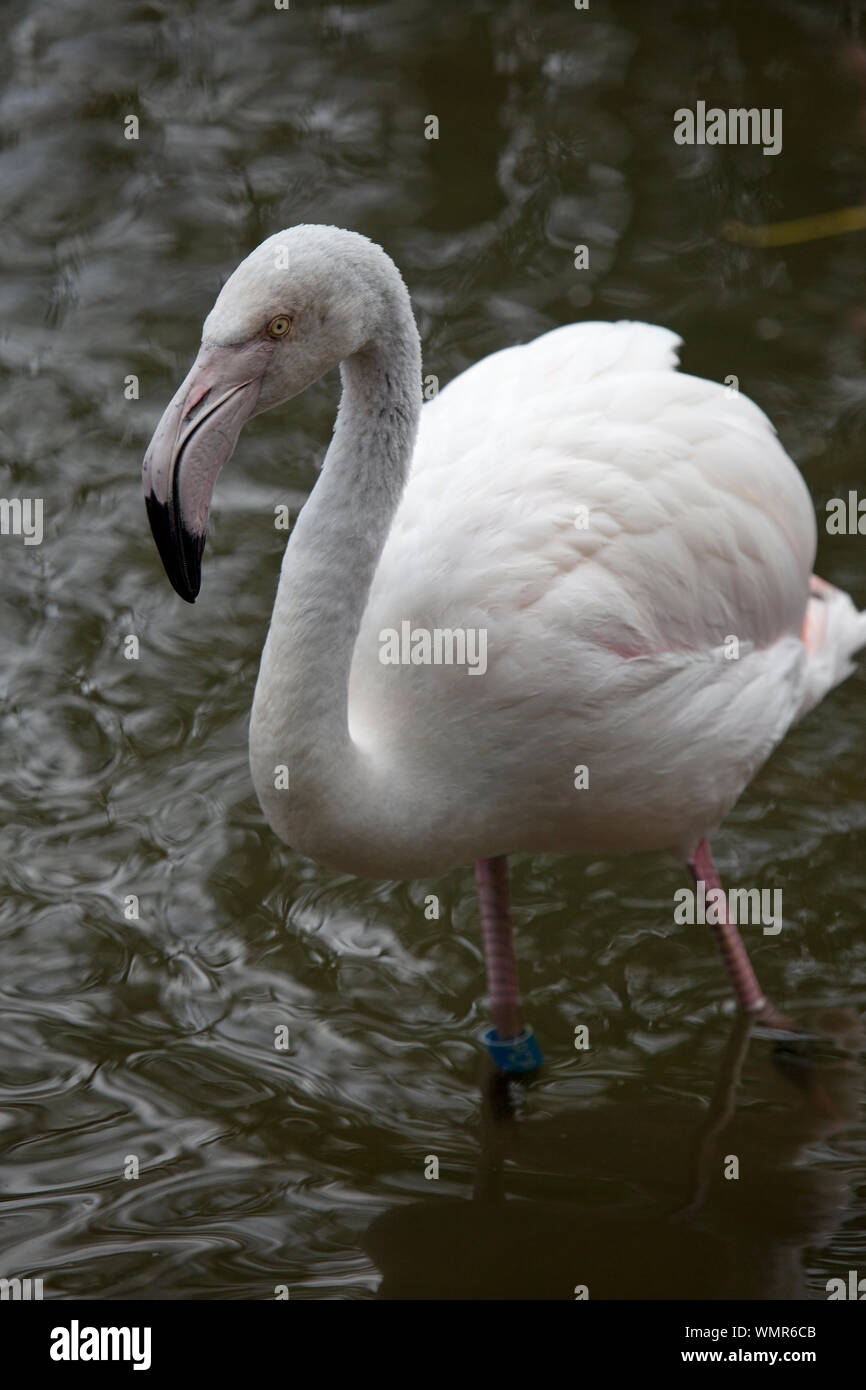 Jeune flamant rose dans l'eau peu profonde Banque D'Images