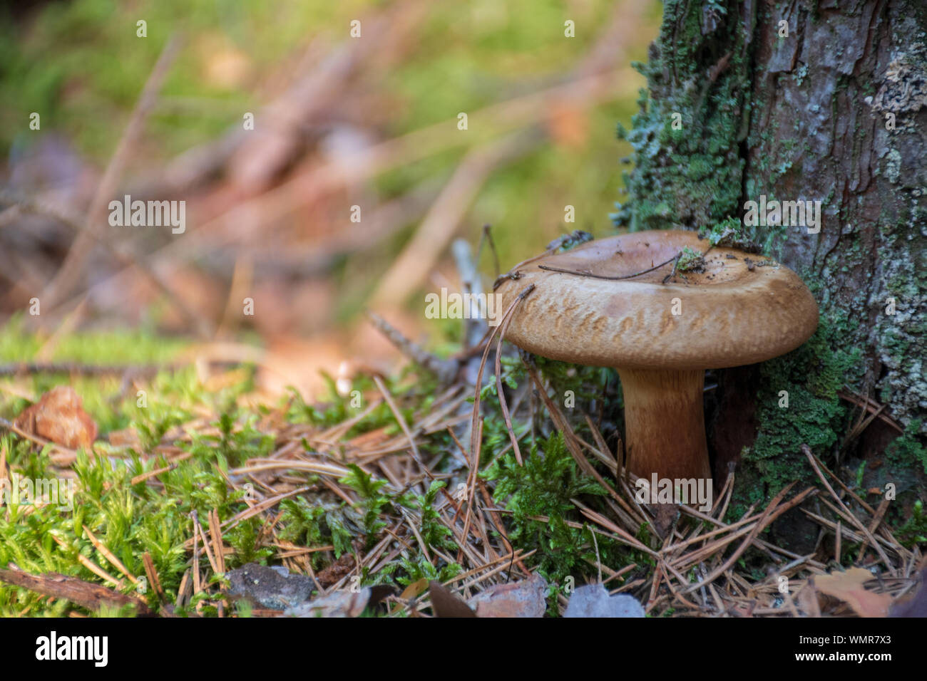 Milkcap barbu champignons près de pine tree trunk Banque D'Images