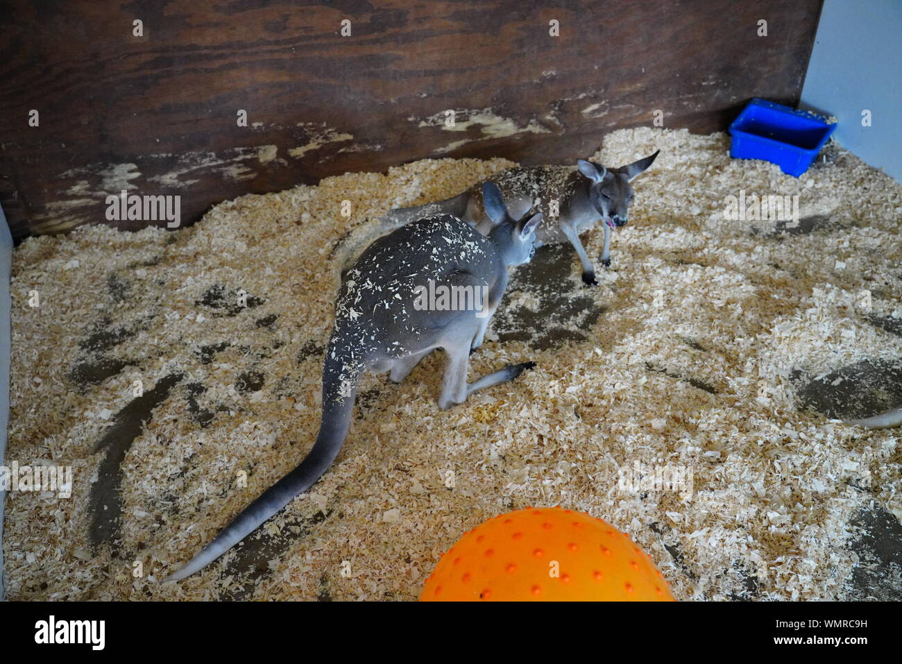 Le kangourou, Australie, des animaux, de la nature, de la faune, de mammifères, de marsupial, Wild, Australian, mignon, brun, aussie, zoo, fourrure, wallaby, blanc, jeune, herbe, faune Banque D'Images