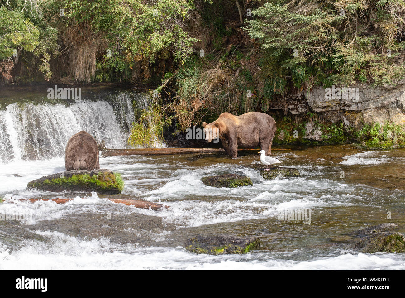Deux vieux grizzli établir leur territoire à trou de pêche Banque D'Images