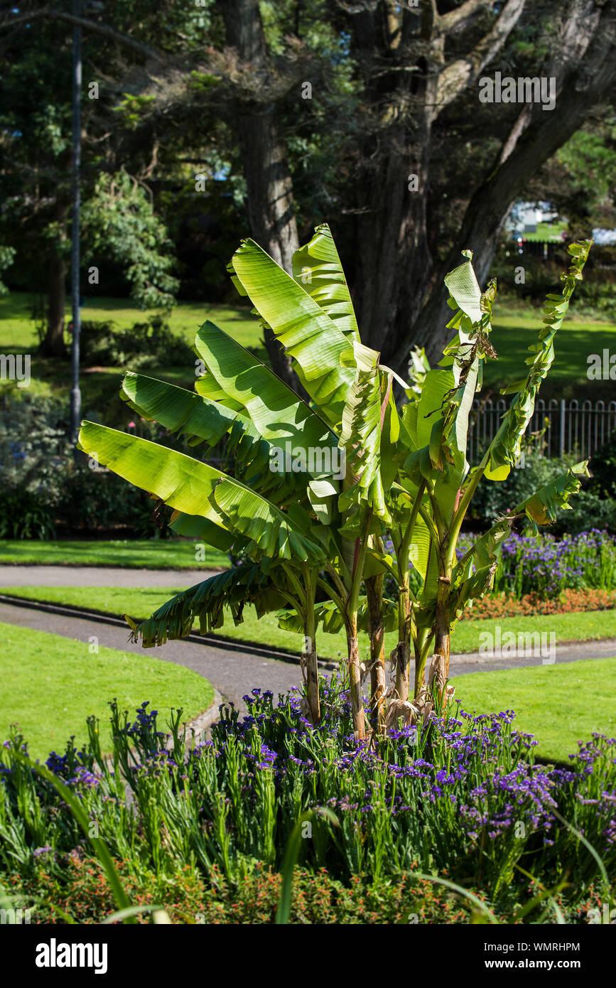 Musa basjoo bananier japonais feuilles endommagées par vent fort élevé en Parc Trenance à Newquay en Cornouailles. Banque D'Images