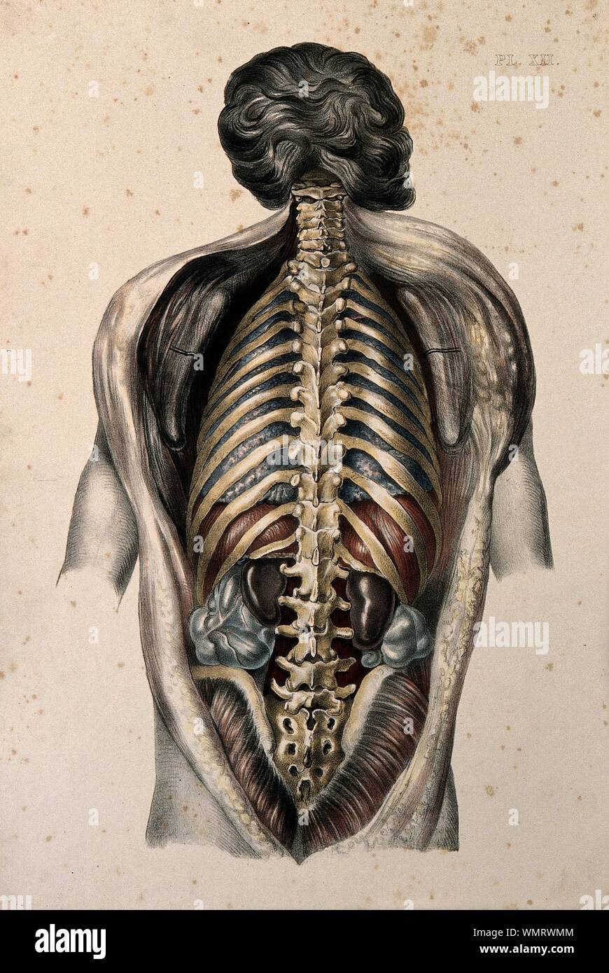 Le Corps D Un Homme Vu De Dos Avec Le Tronc Disseque Pour Reveler Les Vertebres Les Cotes Et Les Visceres Lith Colores Jpg Wmrwmm Photo Stock Alamy