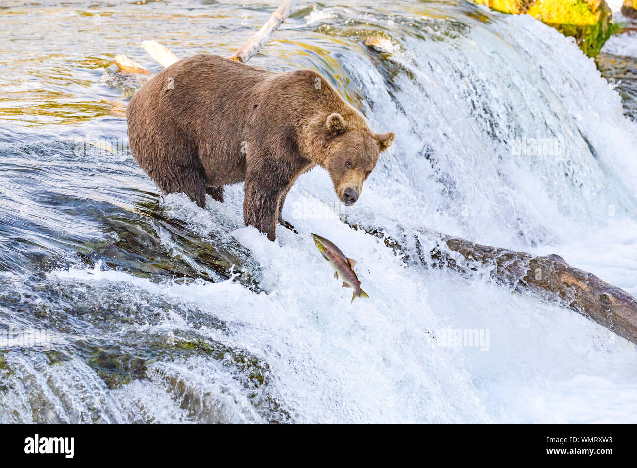 Montres de l'ours grizzli au saut du poisson Brooks Falls, Alaska Katmai en Banque D'Images