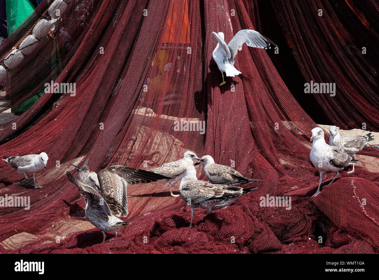 Les mouettes dans le port d'Essaouira, Maroc, dans l'attente de certains poissons Banque D'Images