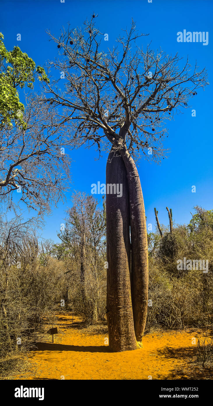 L'Adansonia rubrostipa avec paysage aka fony baobab, Reniala réserver park, Toliara, Madagascar Banque D'Images