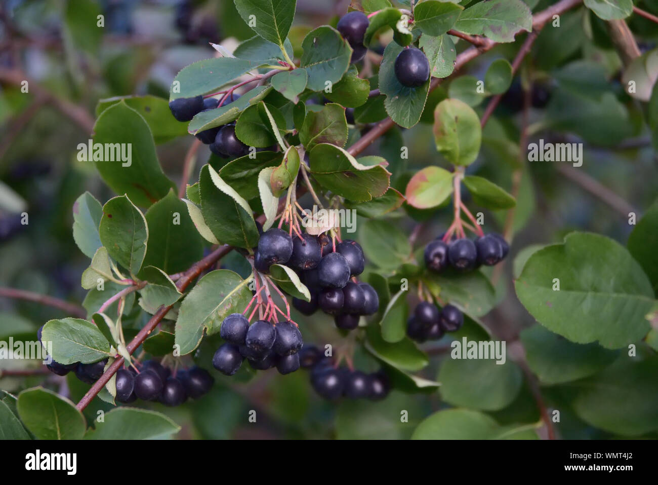 Direction générale de l'aronie noire avec les baies mûres closeup Banque D'Images