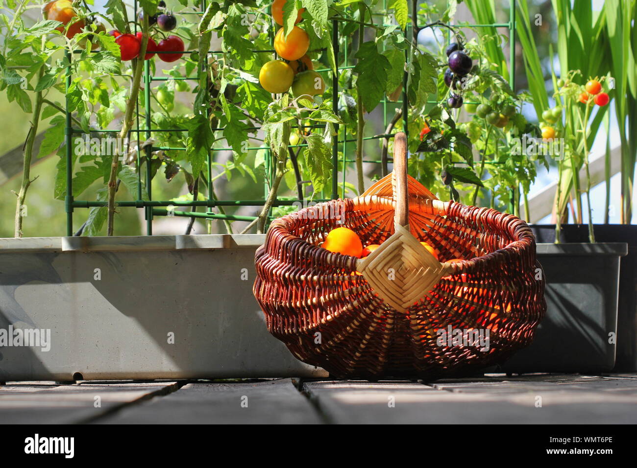 Jardinage légumes de conteneurs. Jardin potager sur une terrasse. Rouge, orange, jaune, noir dans un récipient de plus en plus des tomates Banque D'Images