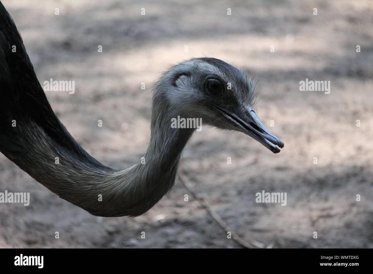 Nandou oiseau au zoo Banque D'Images