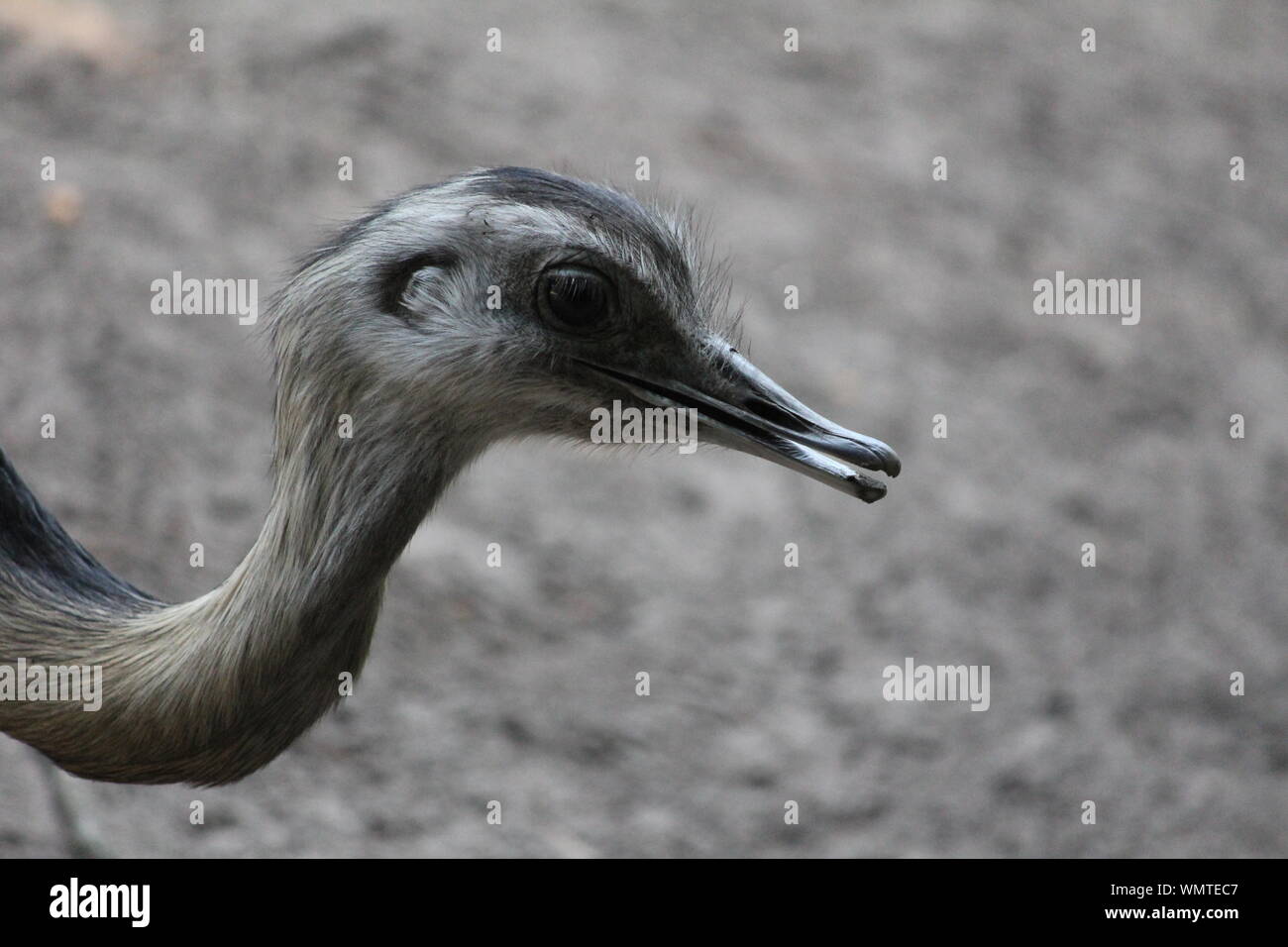 Nandou oiseau au zoo Banque D'Images