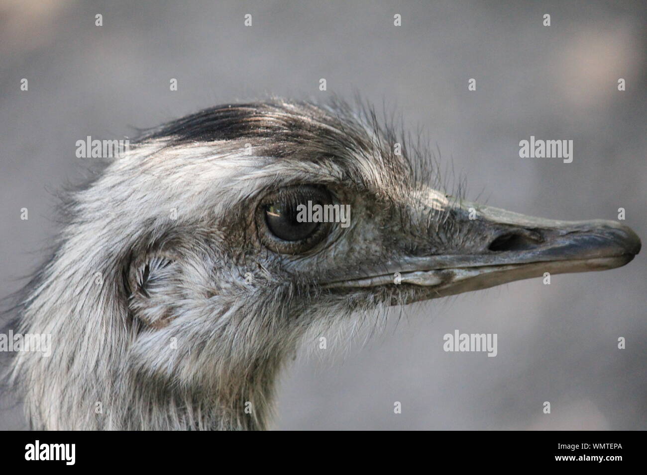 Nandou oiseau au zoo Banque D'Images