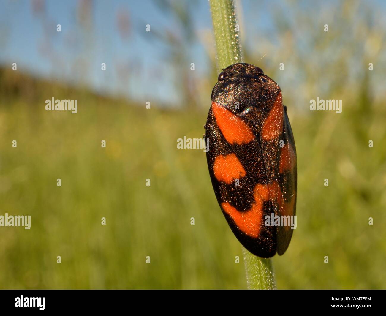 Noir et rouge (froghopper Cercopis vulnerata) Bain de soleil sur une tige d'herbe dans un pré, Wiltshire, Royaume-Uni, mai. Banque D'Images